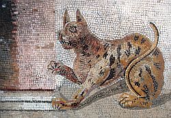 Cat mosaic