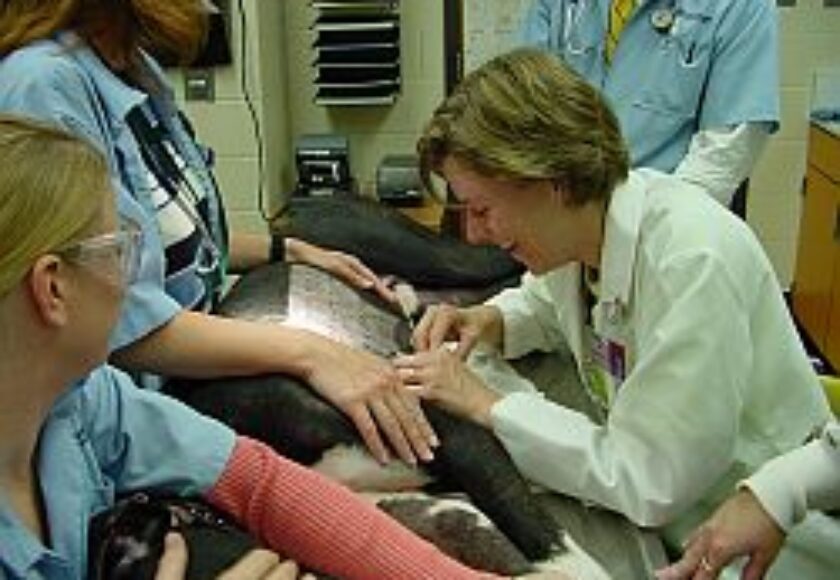 Struttura veterinaria