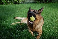 images_cane_che_gioca