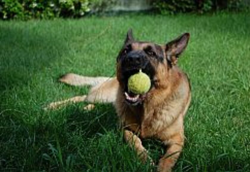 images_cane_che_gioca