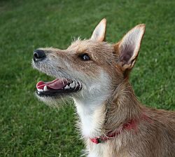 images_terrier_mixed-breed_dog