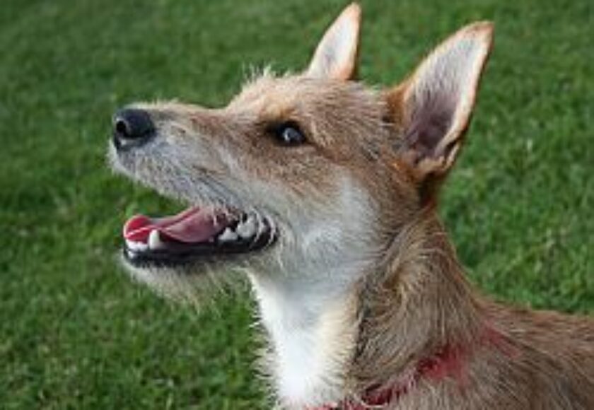 images_terrier_mixed-breed_dog