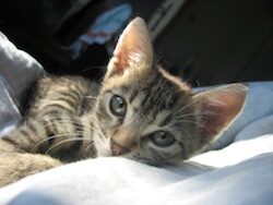 images_Cucciolo_di_gatto_europeo