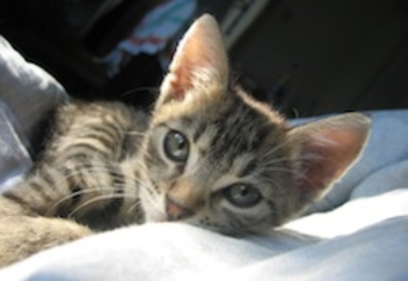 images_Cucciolo_di_gatto_europeo