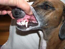 images_Denti_di_un_cane