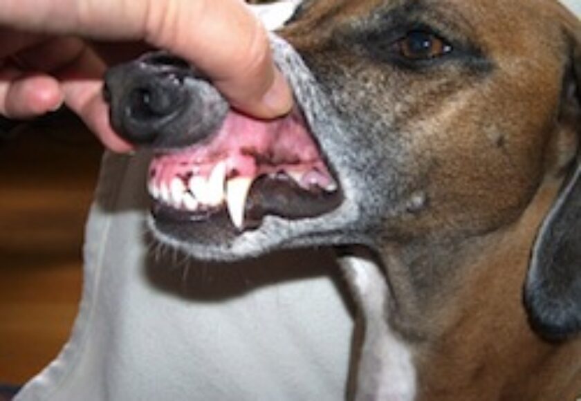 images_Denti_di_un_cane