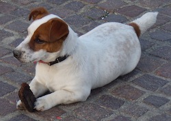 Razza Jack_Russel