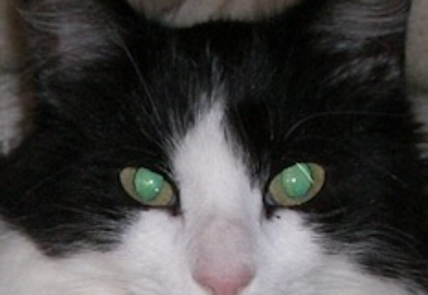 images_Reflektion_des_Auges