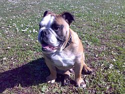 images_bulldog