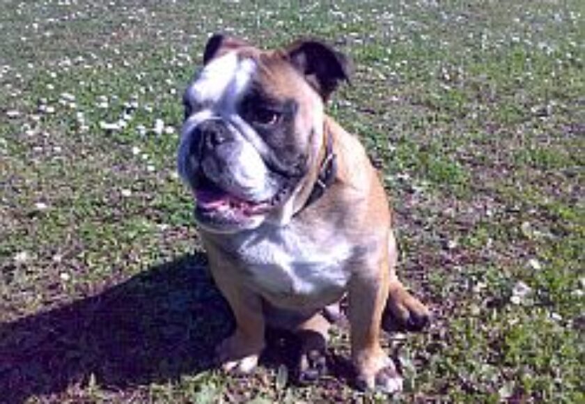 images_bulldog