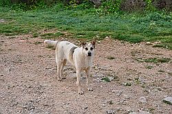 images_cane_randagio