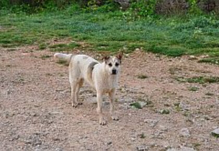 images_cane_randagio