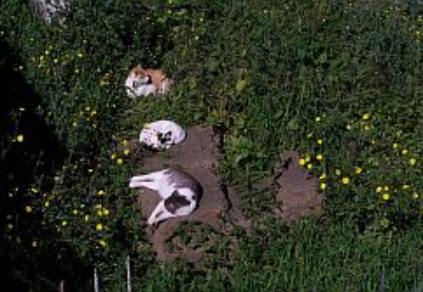 images_colonia_roma_largo_argentina