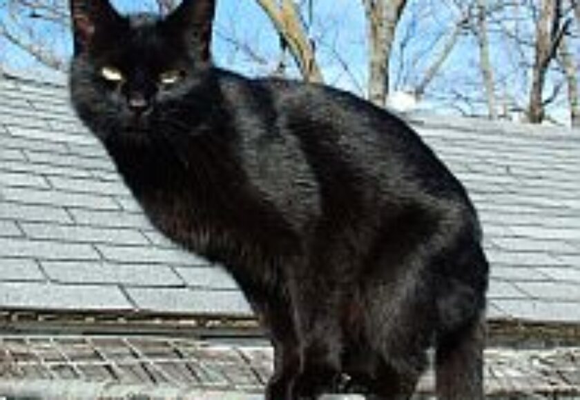 images_gatto_nero