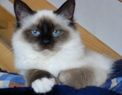 images_gatto_sacro_di_birmania