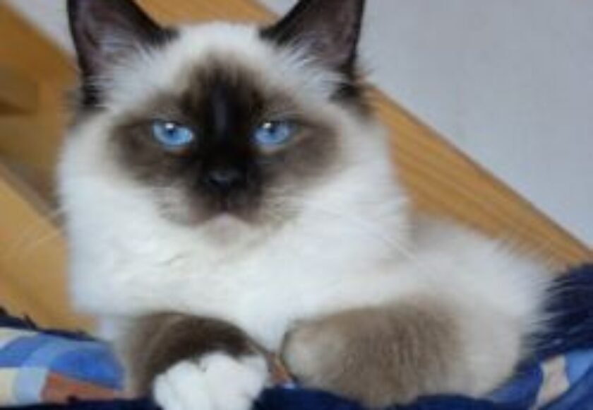 images_gatto_sacro_di_birmania