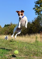 images_jack_russell_terrier