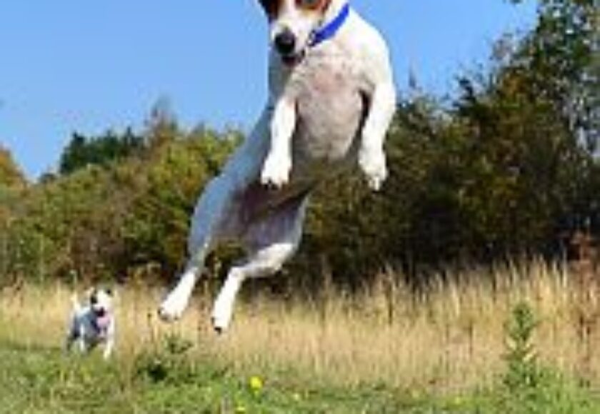 images_jack_russell_terrier