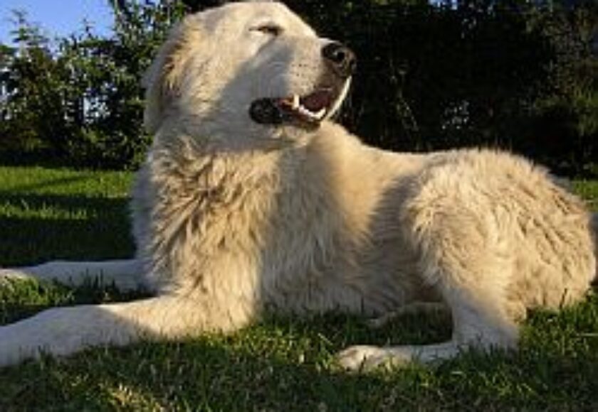 images_pastore_maremmano