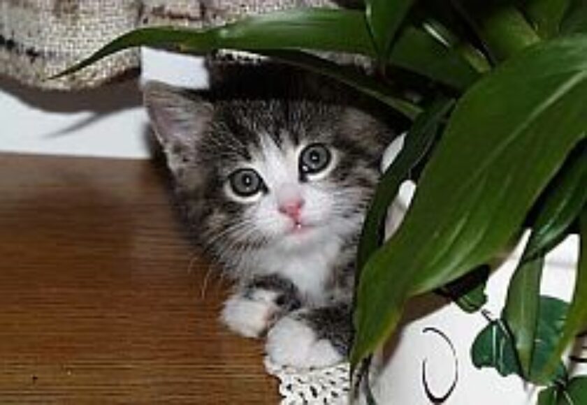 images_young_cat