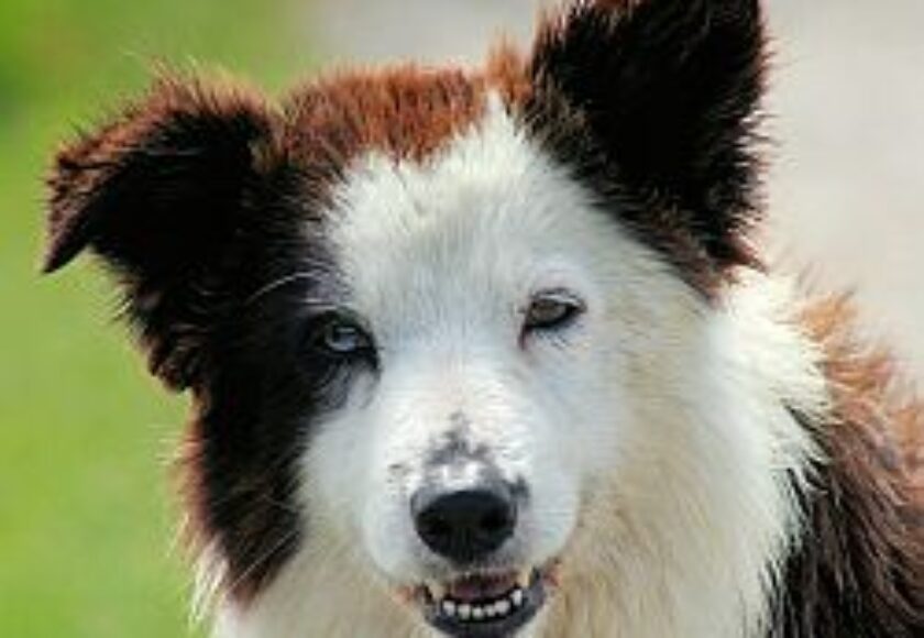 Border Collie liver portrait