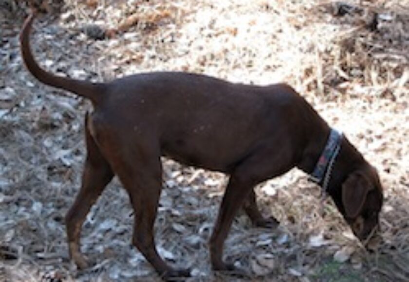 Browning at_Brushfire_kennels