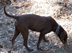 Browning at_Brushfire_kennels
