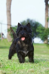 Cairn Terrier