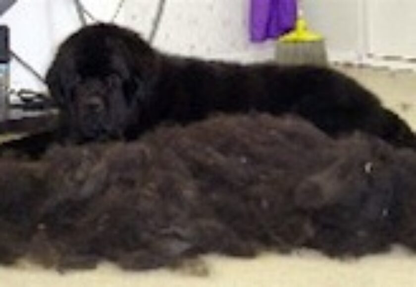 Cane dopo_tolettatura