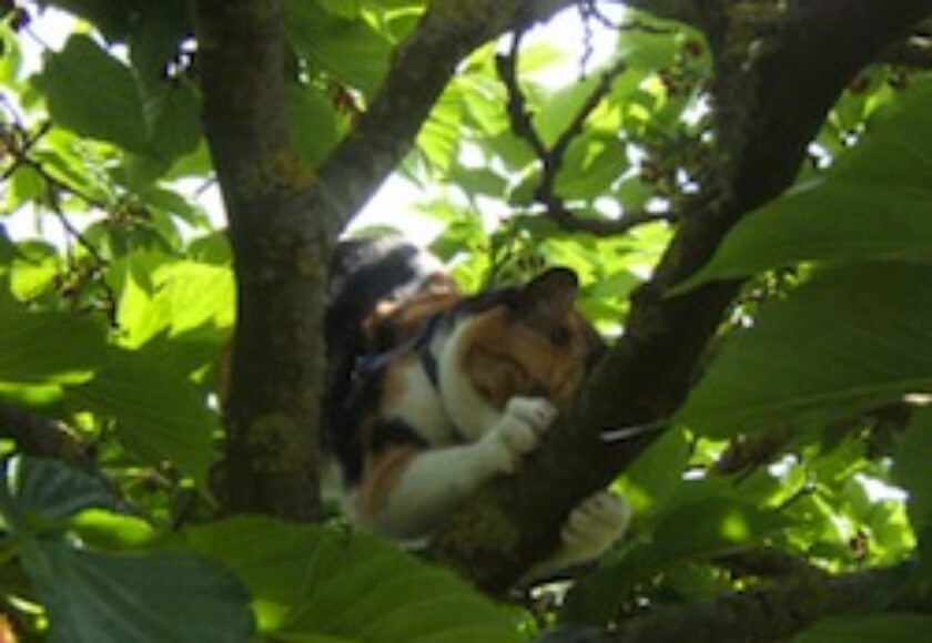 Chatte-arbre5