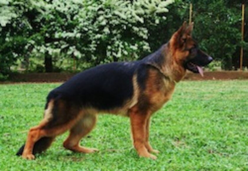 Fritz dei_Lotito_cucciolo