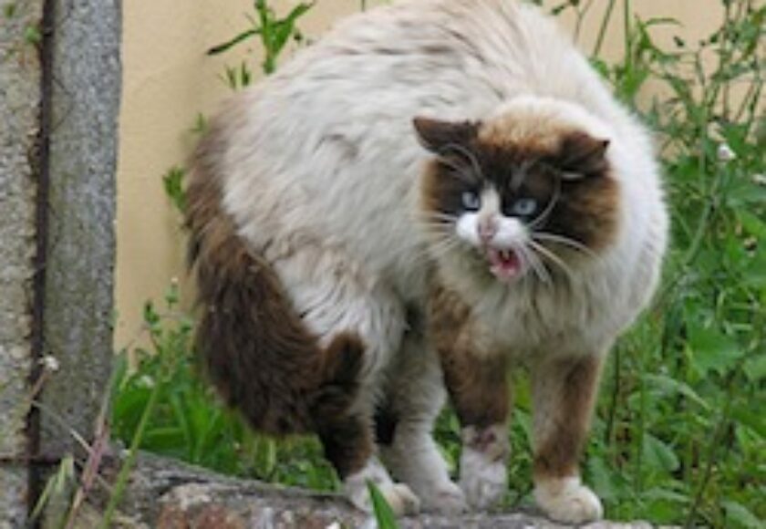 Gato enervado_pola_presencia_dun_can