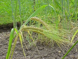 Hordeum distichon1