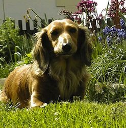 Langhaardackel-Lonni