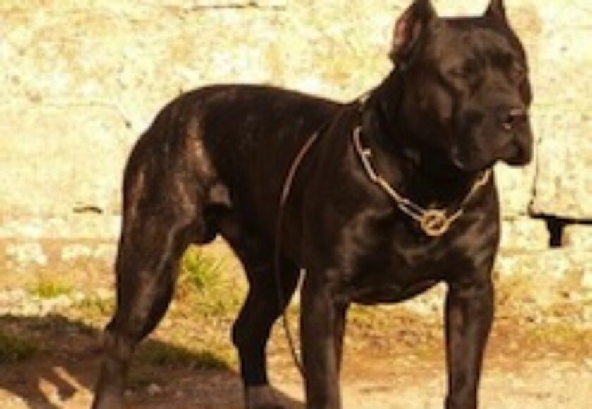 AA www.Dogo-Canario.biz1