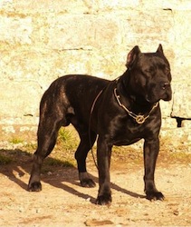 AA www.Dogo-Canario.biz1