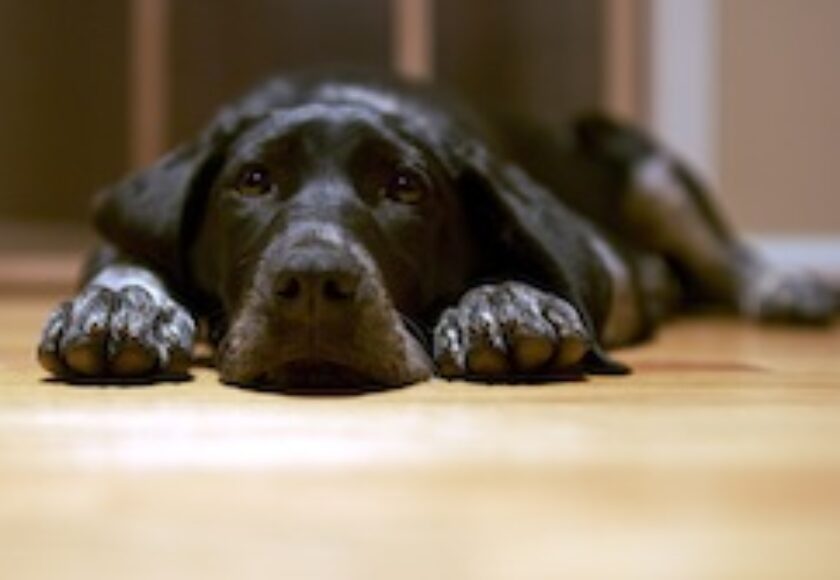 Black dog_lying_on_the_floor