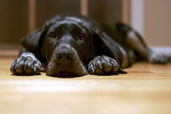 Black dog_lying_on_the_floor