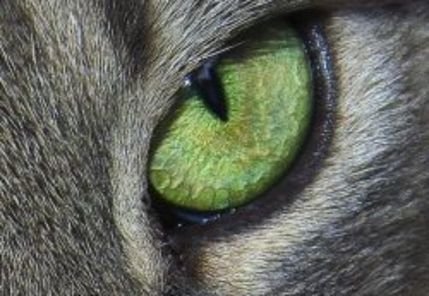 Cats eye
