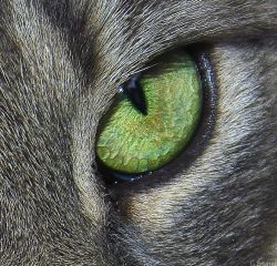 Cats eye