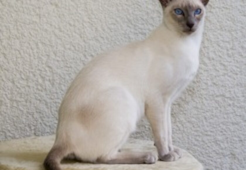 Gatto siamese
