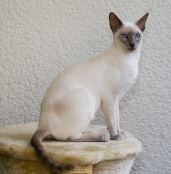 Gatto siamese