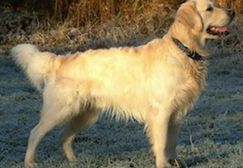 Golden Retriever_Dukedestiny01_drvd