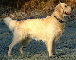 Golden Retriever_Dukedestiny01_drvd