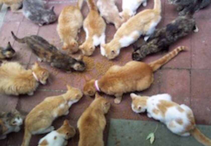 Rsgranne -_Cats_cats_cats_Arrow_Rock_Missouri_20050703_03_by-sa