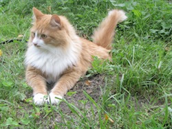 Siberian cat_-_Tofik