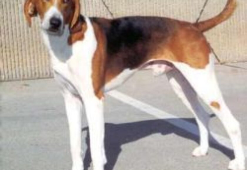 American Foxhound
