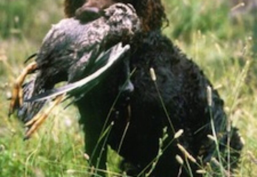 American water_spaniel_01