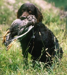 American water_spaniel_01