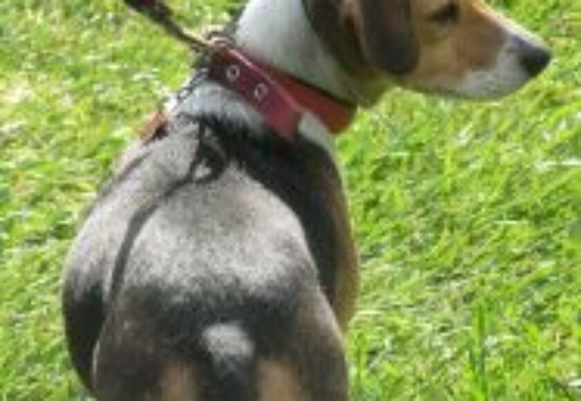 Beagle at_Memorial_Glade_2